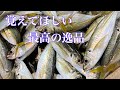 アジのさばき方 フライは誰でも作れます