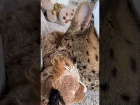 Растерзала Рысь 😬 #саванна #savanna #animals #savannah #cat