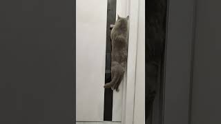 Как котик открывает закрытую дверь
