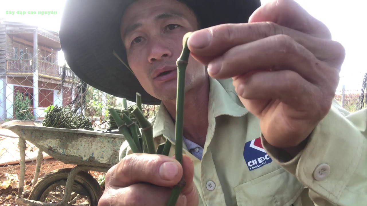 Cách dâm tiêu giống, không dùng thuốc kích thích|cây đẹp cao nguyên