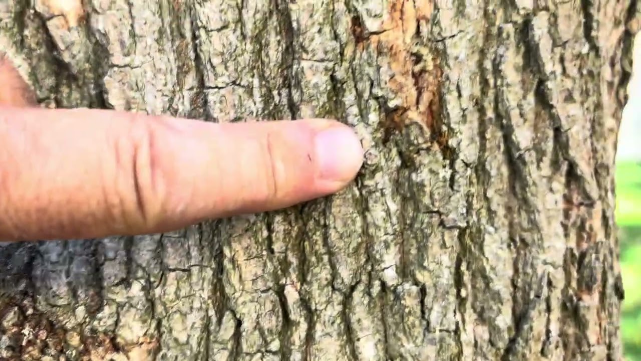 Polifag Ağaç Delici Böceği Ergin (Euwallacea fornicatus) ve zararı