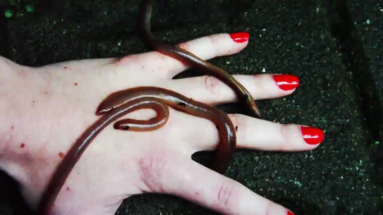 Leuphana ARTotale 2009: Team 66 Crew A: Everything ends in decomposition (Moki & 1010) - Finalist