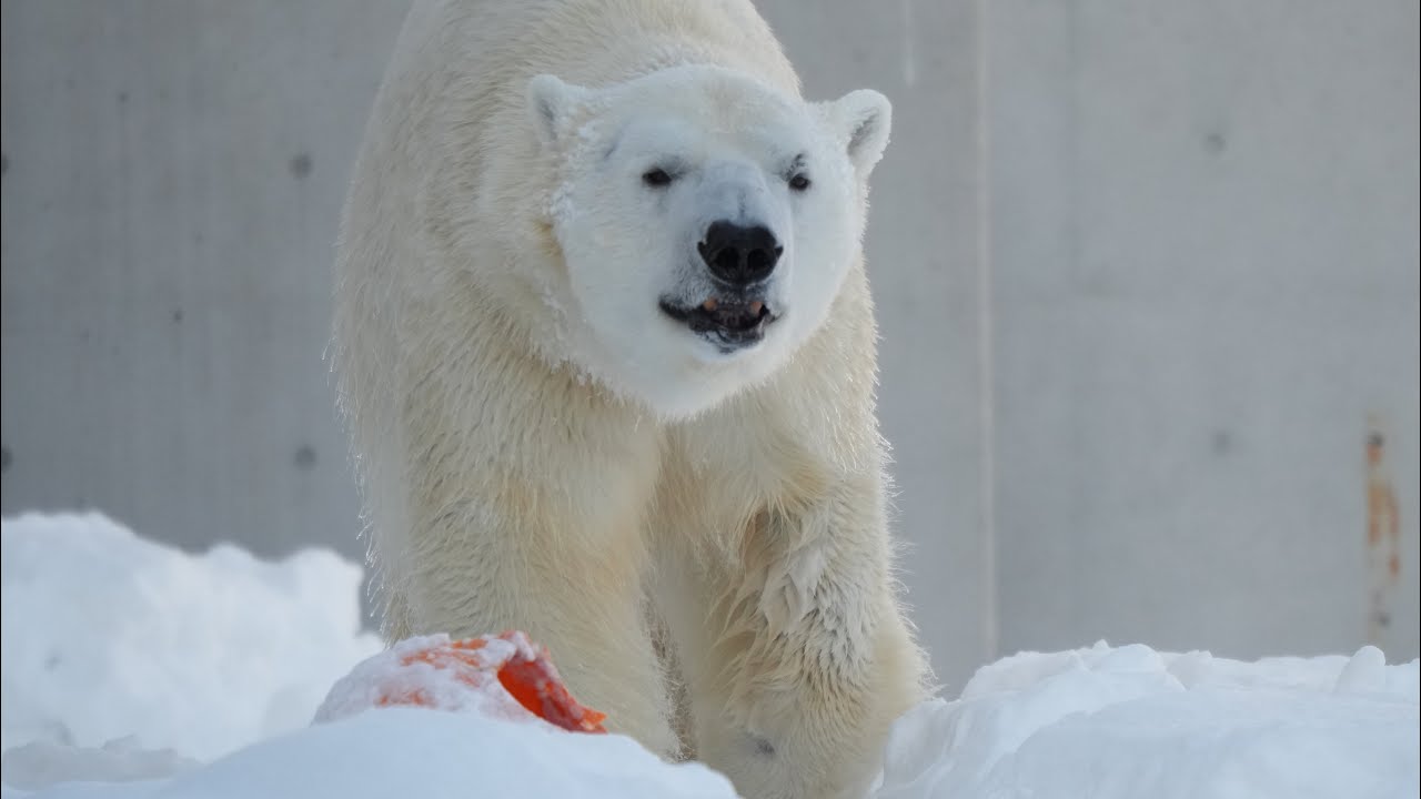 2026 1 17 円山動物園 ライト リラ ララ
