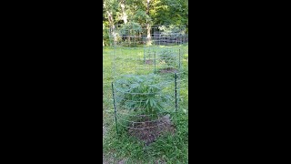 2023 Outdoor Cannabis grow site 1 June 26th update!