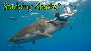 A Video To Those Studying Sharks