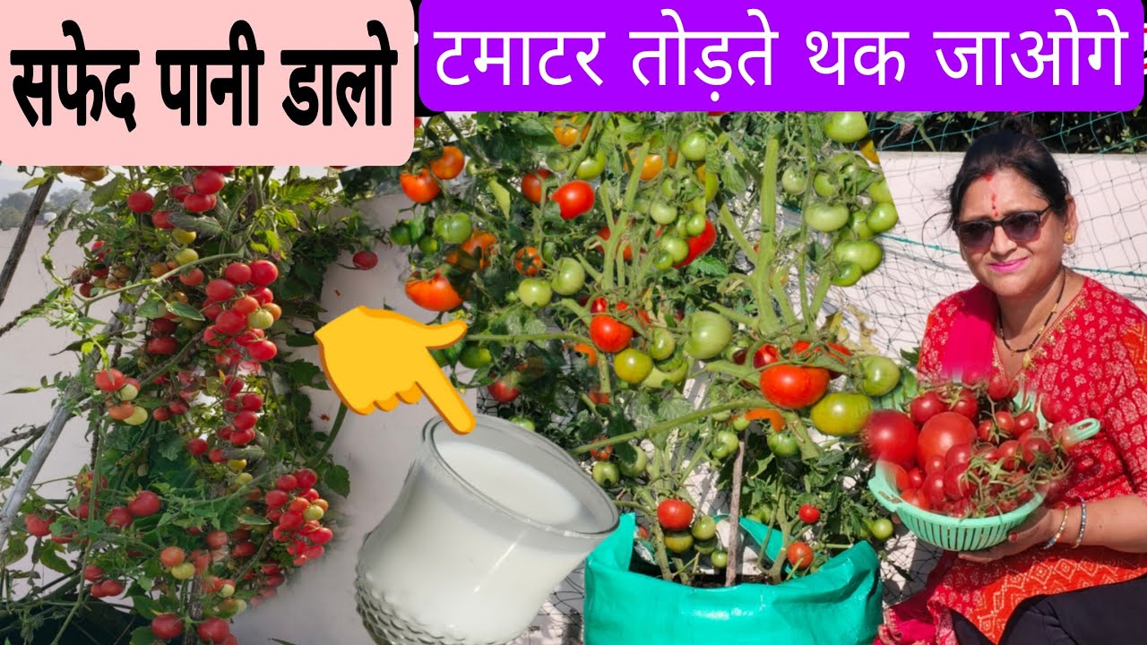 सफेद पानी, इतने टमाटर लगेंगे पड़ोसियों को बाटनें पड़ेंगे, बस एक बार पौधों की जड़ों में डालें 