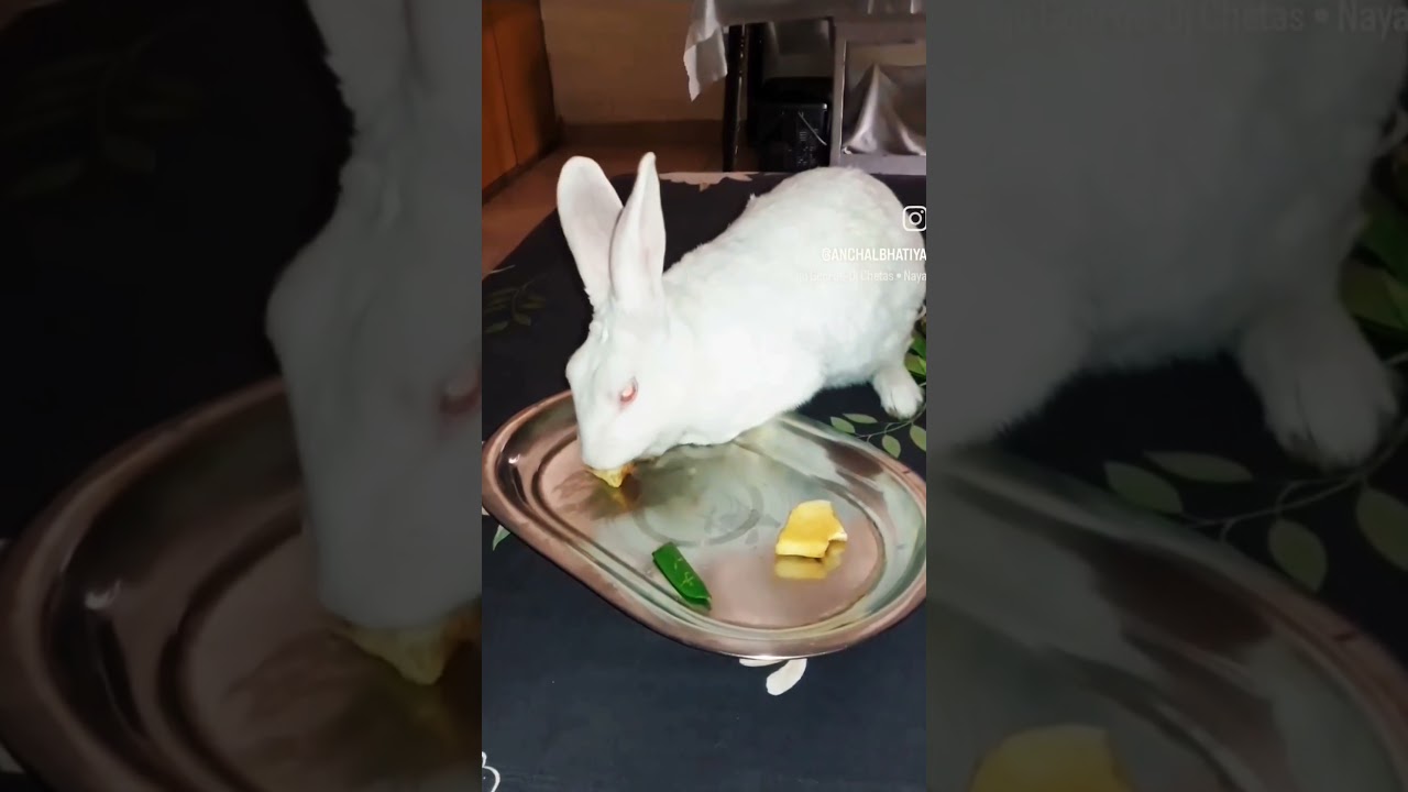 “Bunny Enjoying Fruit Time 🐰🍓” 