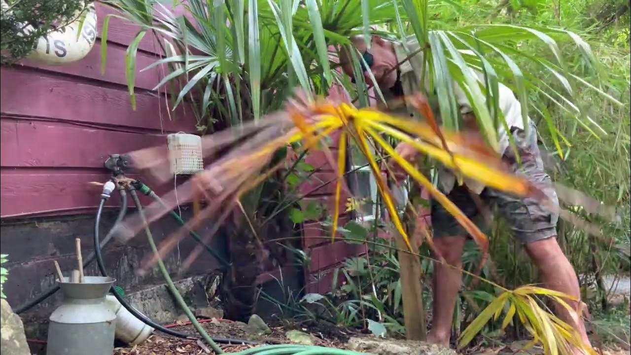How to properly prune your Windmill Palm tree YouTube