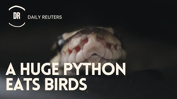 A Huge Python Eats Birds While Hanging Upside Down From A Gutter In Video | Daily Reuters |