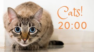 CUTE CATS 20 MINUTE TIMER with MUSIC & ALARM