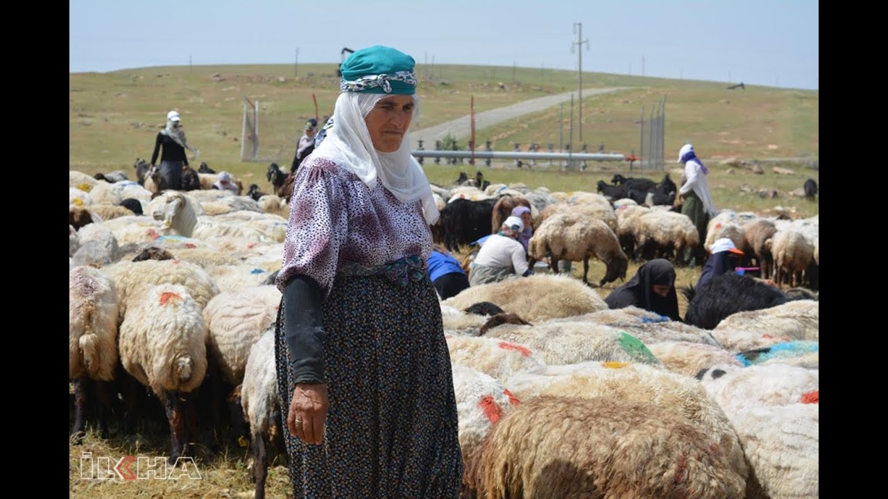 Berivanların zorlu geçim yolculuğu  (BATMAN)