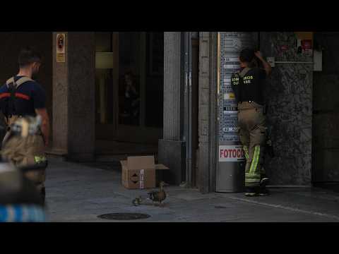 Acordonada la calle del Paseo para intentar capturar a una bandada de patos