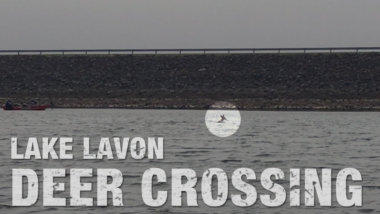 Deer Swimming Across Lake Lavon YouTube