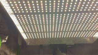 The one two punch: 3x3 scrog bruce banner, gorilla glue, super silver haze, white rhino and somango