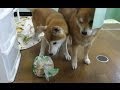 柴犬まめとちゃめのドタバタ爆笑劇場!盗み食い編