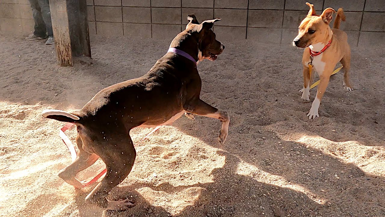 Dogs playing: Episode 59