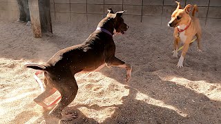 Dogs playing: Episode 59