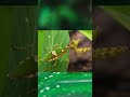 #insects #mantis #animals #nature