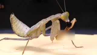 ANGRY MANTIS VS 100 FLIES! WOW!