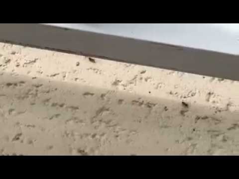 Two ants. | VicDibitetto.net