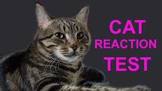 Cat Reaction Test