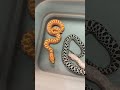 Rainbow 🌈 Colored BABY SNAKES! 🐍 #WesternHognose #Snake #MorphMarket #BabyAnimals