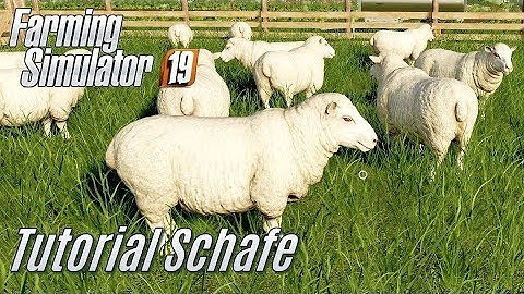 LS19: Schafe Tutorial - für Einsteiger