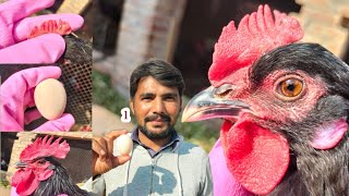 What to Do When Chickens Start Laying Eggs | Dr. ARSHAD