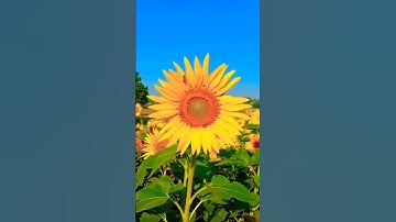 🌻sunflower🌻     #nature #naturelovers #reels #shorts