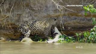 Leopardo Cazando A Un Gran Caiman!!!  National Geographic Wild. DBM