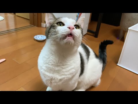 おやつになると立つ3匹の猫