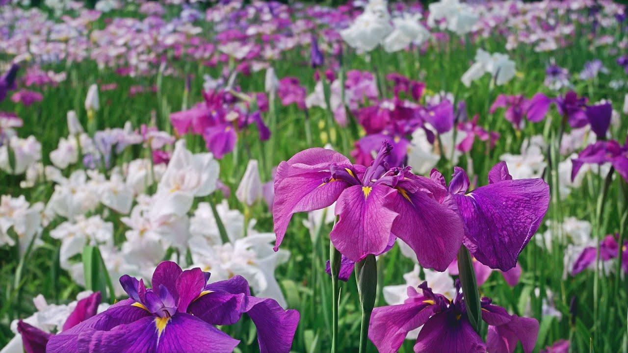 【水無月園 (花しょうぶ園) 】 神奈川県 相模原市 June 9, 2025, Japanese Iris