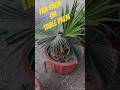 Ghar ko banao Luxury sirf is 1 Plant se! 🌿 Table Palm Care #ecobhai #gardening #shorts