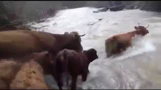 IMPRESIONANTE: VACAS CRUZANDO UN RÍO DE CANTABRIA