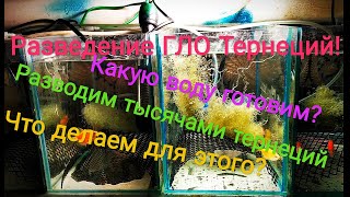 Разведение тернеций ГЛО! Какую воду им готовим?