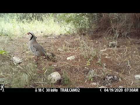 חוגלה קולות שיחה 