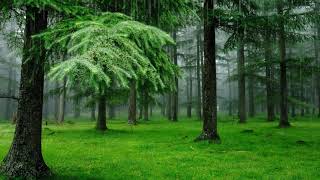 Звуки дождя - хвойный лес - пение птиц в лесу
