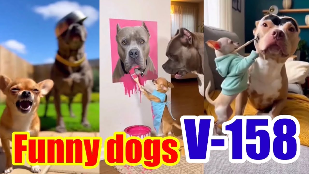 Funny dogs V-158 😂😂❤️#funny #funnydogs @RoithThay 