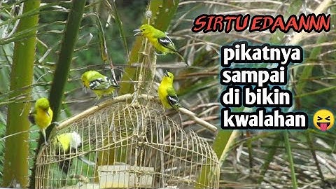 mikat burung sirtu / cipoh di atas gubuk 😀