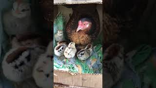 Sara, hen hatching eggs | So cute half day old chicks | Congratulations, Sara shorts