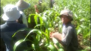 Gotong Royong Tali Bandar Laman Gadih Kelompok Tani Angin Berembus Nagari Sawah Tangah