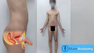 real male anatomy tutorial, anatomy of nude man body (Danieltp2002)