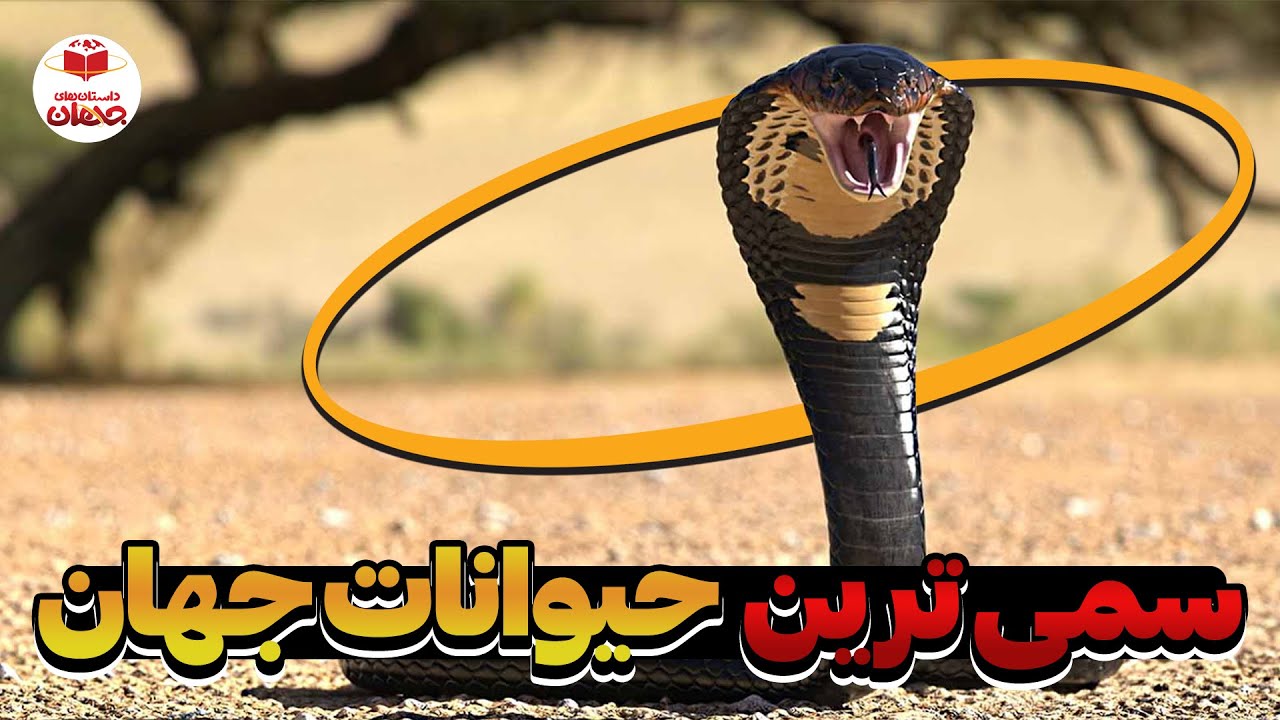 با این حیوانات سمی شاخ به شاخ نشید