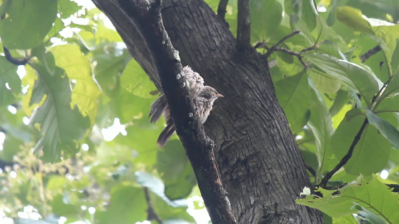 Calling sounds of Jungle babbler 