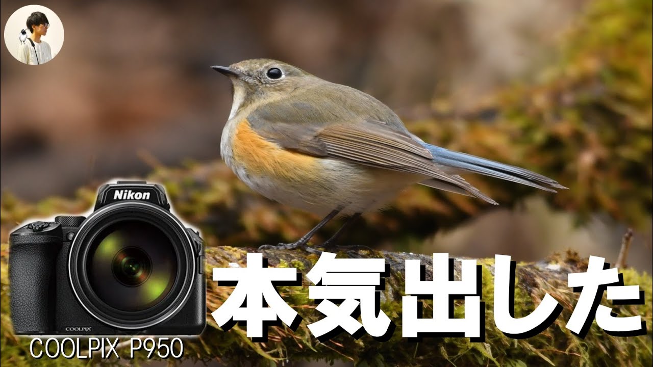 【野鳥撮影】COOLPIX P950の真の手振れ補正を発動したらルリビタキの映像が綺麗すぎたVlog27