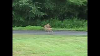 Fawn Fail MVI_2450.AVI