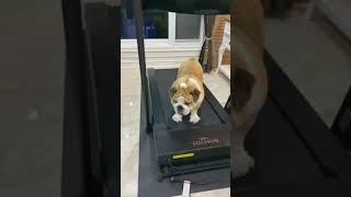 British Bulldog wants to loose some weight, trying Treadmill for first time 🐷🥱💪   #bulldog #workout by Bella The Bulldog 106 views 2 years ago 1 minute, 27 seconds