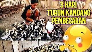 anak entok 3 hari turun bok