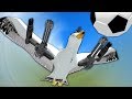 HOW IS A SEAGULL THE BEST SOCCER PLAYER?! - Beast Battle Simulator