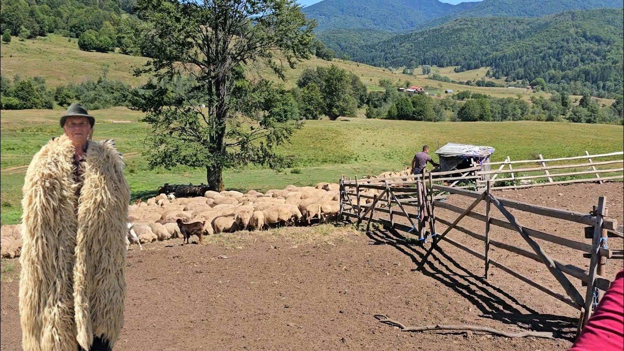 VIAȚA LA STÂNA LUI STELICA SI NELU BUNGHEZ.AU VENIT OILE LA STRUNGA,MUNTII SIRIULUI.